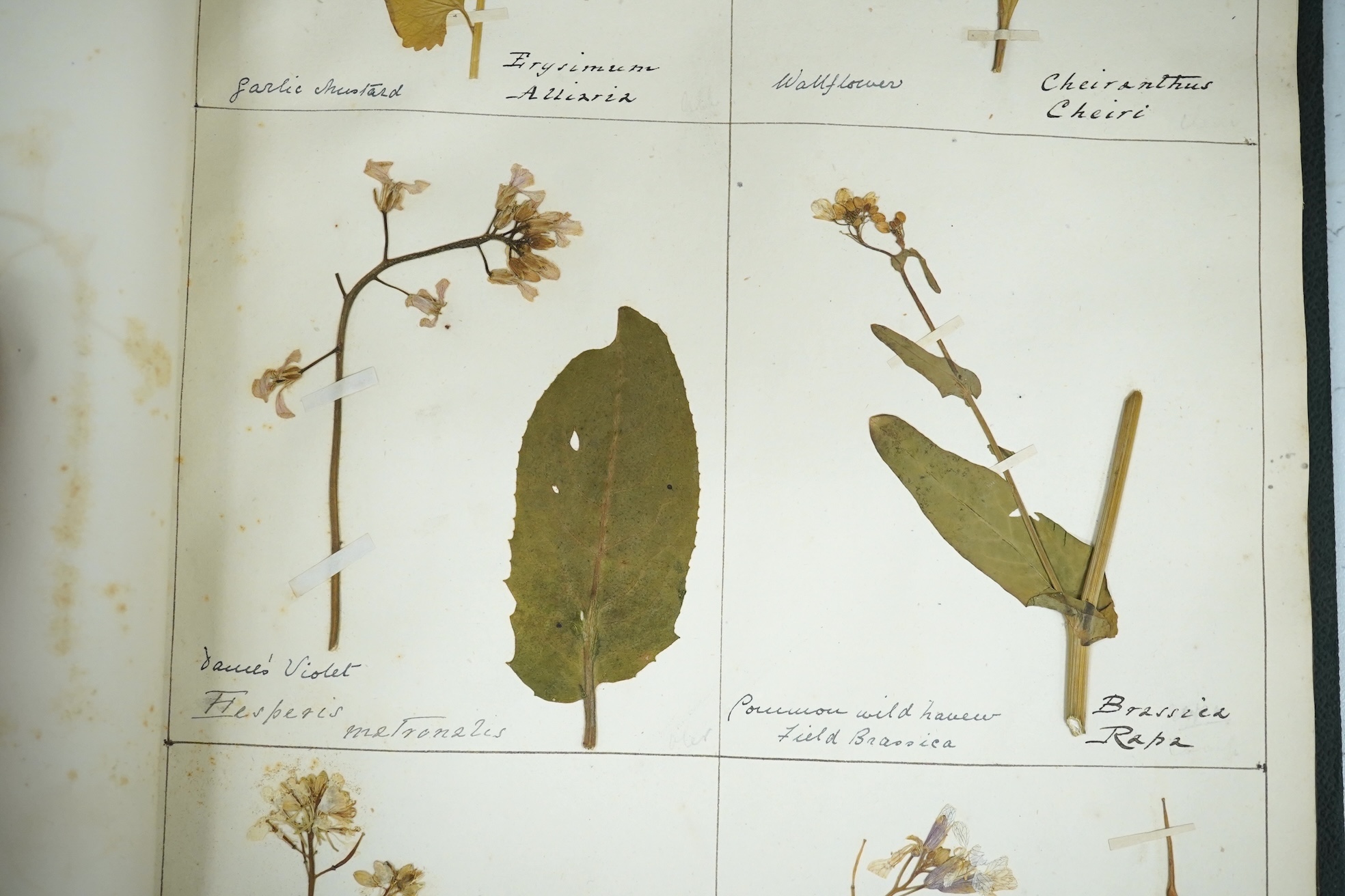 British Wild Flowers, a 19th century album of pressed British flowers. Condition - fair to good